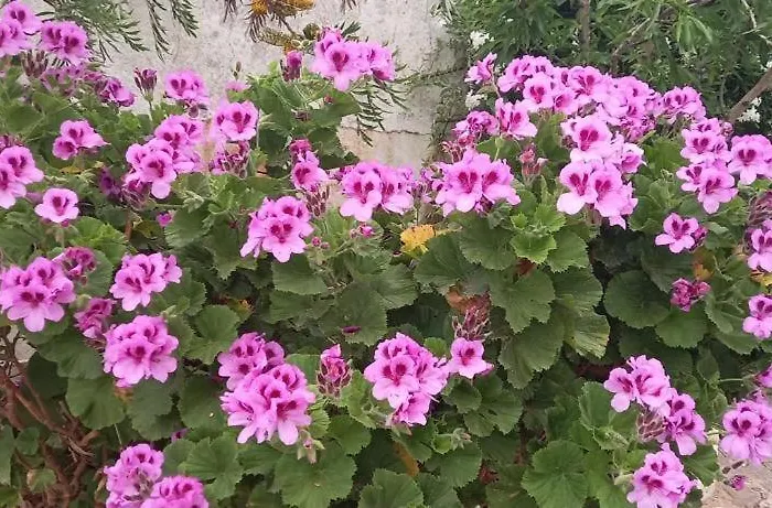 Bbmontejunto Bed & Breakfast